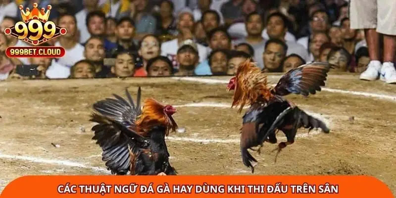 Các thuật ngữ đá gà hay dùng khi thi đấu trên sân