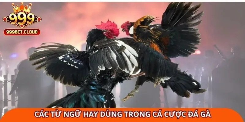 Các từ ngữ hay dùng trong cá cược đá gà