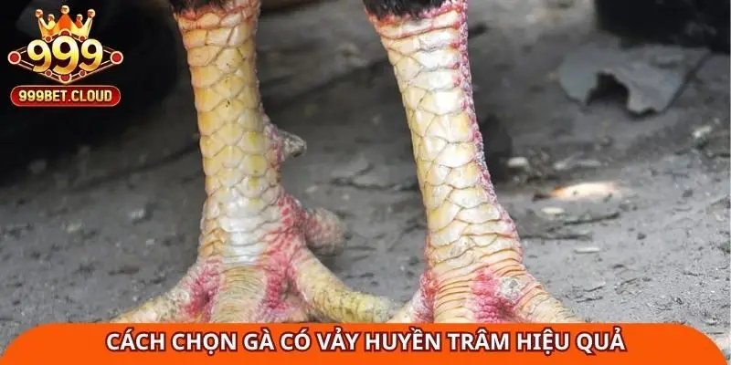 Cách chọn chiến kê có vảy huyền trâm hiệu quả