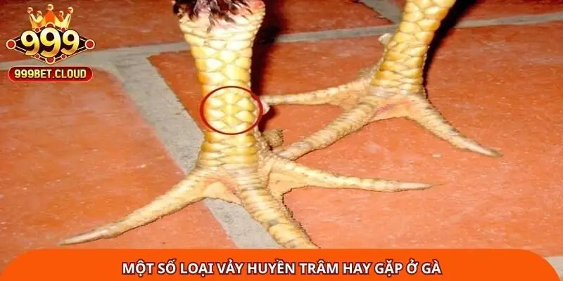 Một số loại vảy huyền trâm hay gặp ở gà