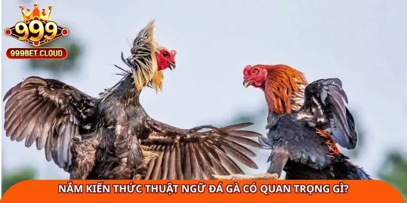 Nắm kiến thức thuật ngữ đá gà có quan trọng gì?