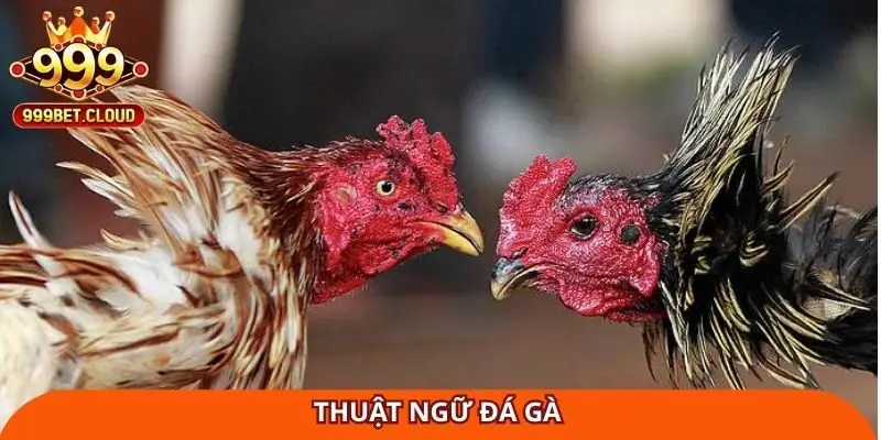 thuật ngữ đá gà