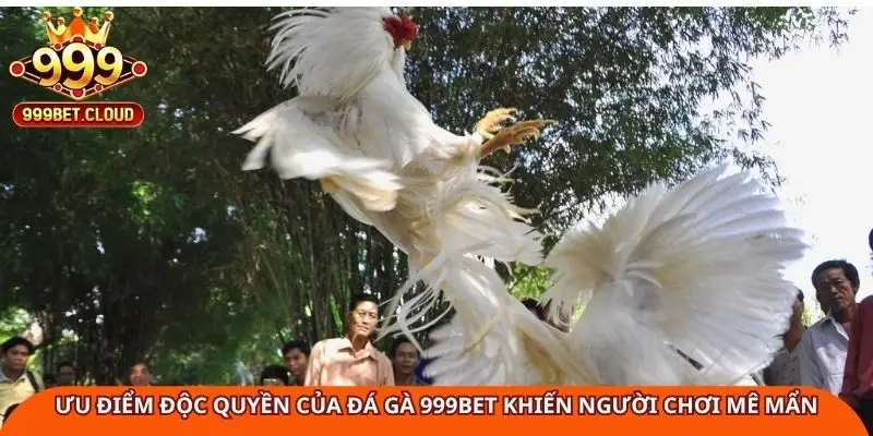 Ưu điểm độc quyền của đá gà 999Bet khiến người chơi mê mẩn