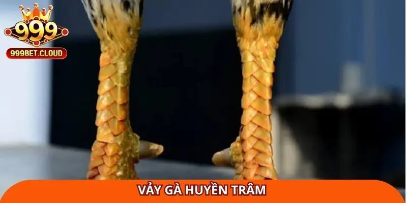 vảy gà huyền trâm
